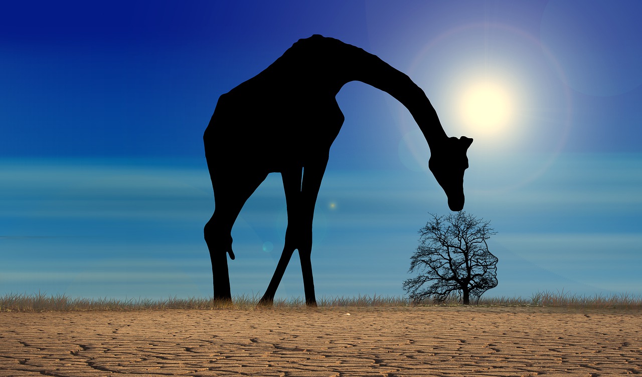pxclimateaction, climate change, giraffe-7127204.jpg